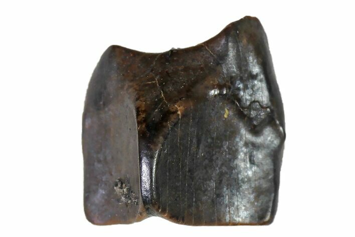 Fossil Hadrosaur (Edmontosaurus) Shed Tooth- Montana #110942